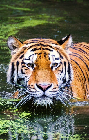 Bardia National Park